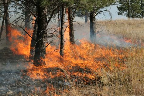 Prescribed fire | Definition, History, & Benefits | Britannica