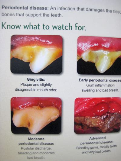 Dental Disease Information | Veterinarians in Ada | Bridges Animal ...