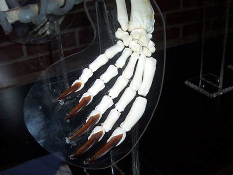 Harp Seal Skeleton by sacredlegaci.deviantart.com | Harp seal, Harp ...