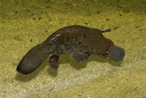 Platypus (Ornithorhynchus anatinus)