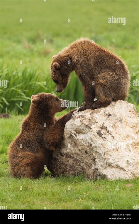 Brown Bear Cubs Stock Photo - Alamy