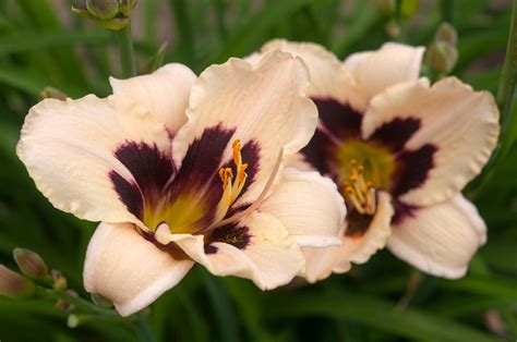 How to Grow and Care for Daylilies