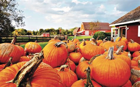 Great Pumpkin Festival at Maybury - Plymouth Voice