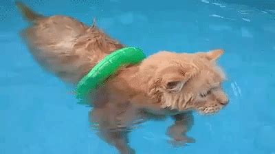 10 Cat Breeds That Actually Like Swimming (As Told in GIFs) - Petful