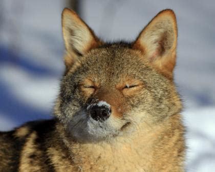 Coydog | Coyote Dog Mix ~ Behavaiour, Info, Sound, Pictures