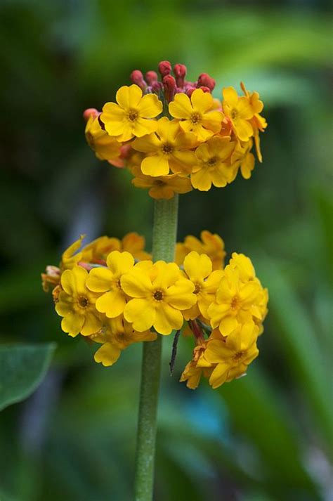 Primula bulleyana at Digging Dog Nursery