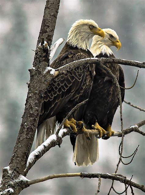 I photograph Bald Eagles when they pass through my area in winter. This pair seemed very ...