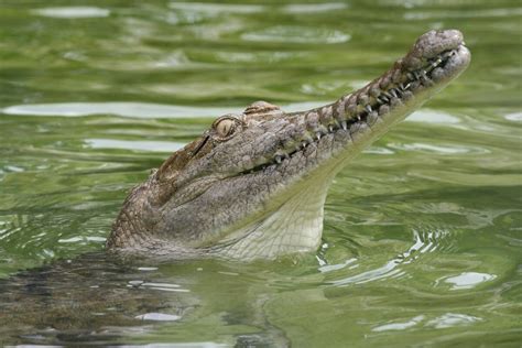 Freshwater Crocodile | Animal Database | Fandom