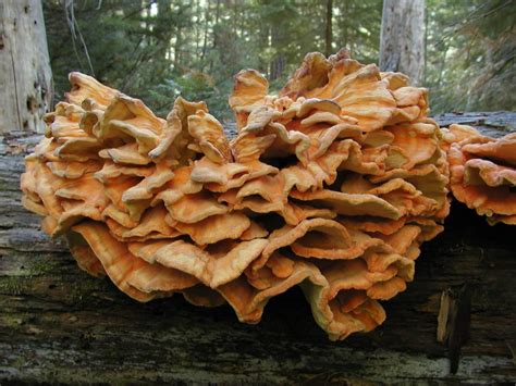 Chicken of the Woods Mushroom Identification & Look Alikes