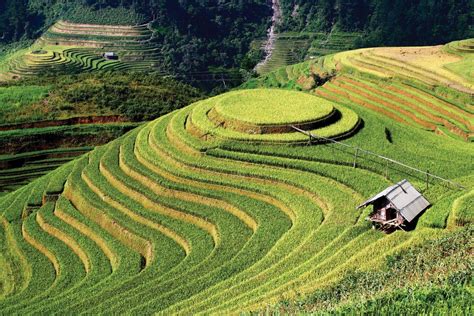 Lên Mù Cang Chải mùa lúa chín - Tuyên Quang