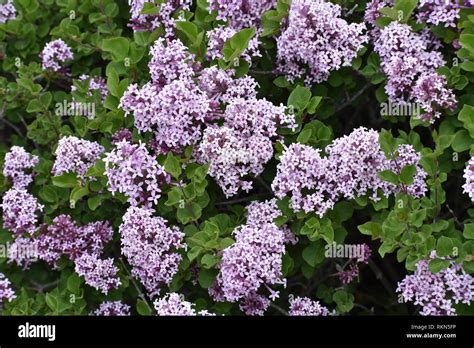 Denver Botanic Gardens Stock Photo - Alamy