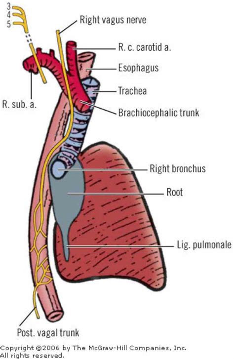 Esophagus And Trachea Diagram