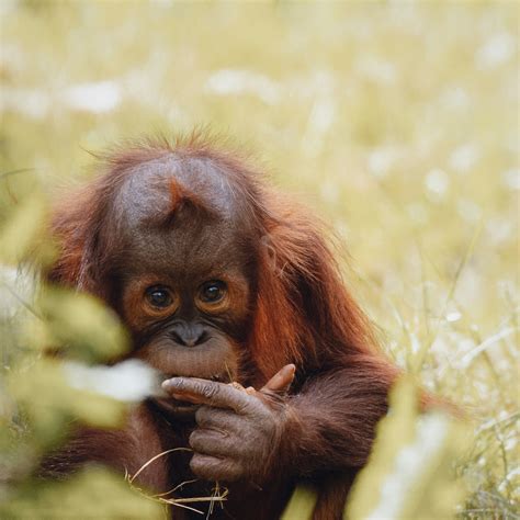 25 Amazing Orangutan Facts Kids Will Love | Dr Sarah Pye