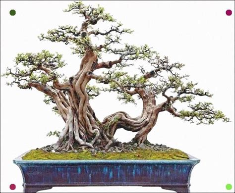 Penjing | Bonsai tree care, Bonsai art, Bonsai tree