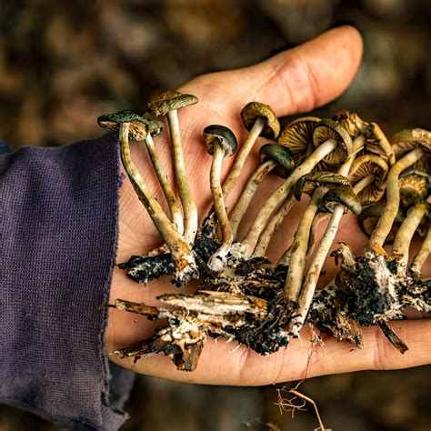 Psilocybin Mushrooms Effects On Body