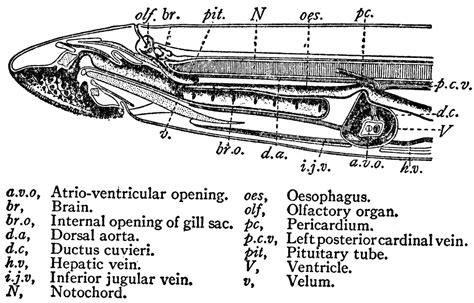 Cross Section View of a Sea Lamprey | ClipArt ETC