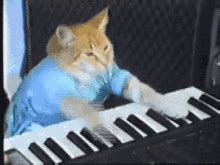 Piano Playing Cat GIFs | Tenor