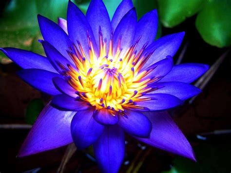 Small Blue Lotus Flower Wallpapers - Top Free Small Blue Lotus Flower ...