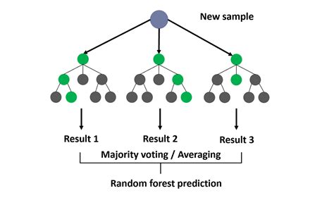 Step by Step: Random Forest Classification using Iris Dataset | by Dr ...