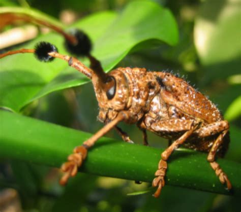 These Damn Beetles Are Killing My Tree!