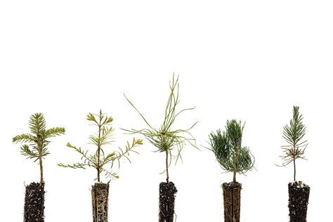 Bonsai Tree Bundle | Collection of 5 Seedlings – SequoiaTrees.com