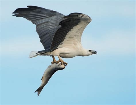 Mengenal Burung Elang dan Jenis-Jenisnya di Indonesia (2) - Agrozine