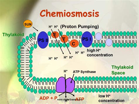 Diagram Of Chemiosmosis In Photosynthesis