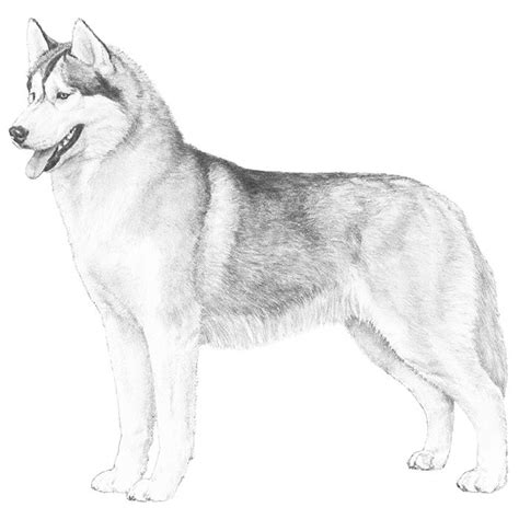 Husky Dog Sketches at PaintingValley.com | Explore collection of Husky Dog Sketches