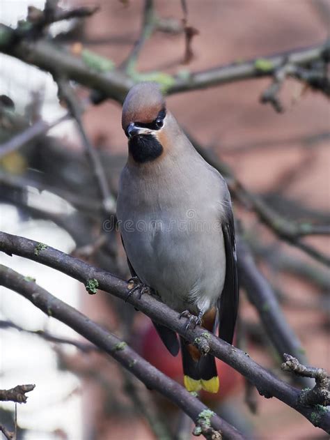 Bohemian Waxwing Bombycilla Garrulus Stock Photo - Image of waxwing, denmark: 110043412