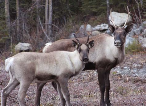 The 7 Most Dangerous Animals in Alaska (With Photos)