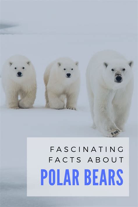 21 Fascinating Facts About Polar Bears - Life in Norway