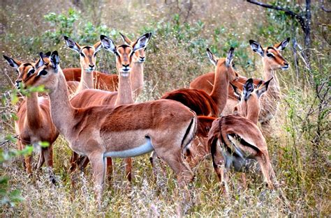 Amazing Wildlife in Kruger National Park, South Africa