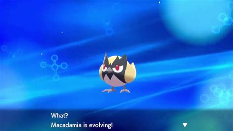 What level does rookidee evolve