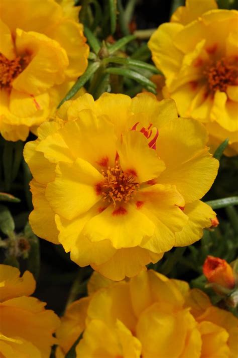 Portulaca grandiflora Happy Hour Banana | Lucas Greenhouses