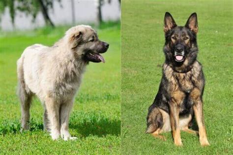 Are German Shepherds Mixed Dangerous