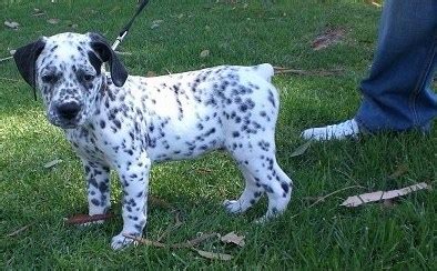 Dalmatian Pitbull Mix Puppies | Pitbull Puppies