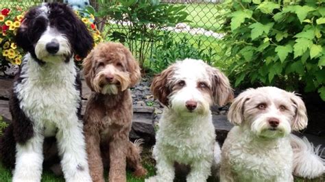 10 Things Only Aussiedoodle People Understand | The Dog People by Rover.com