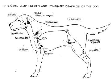 Dog Lymph Nodes Anatomy