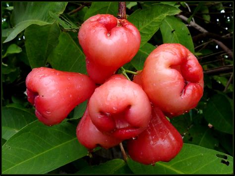 'Chompoo' (in Thailand)... 'Rose Apple' or 'Wax Apple'.. | Flickr