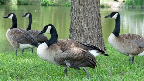 Goose Migration Problems - Humane Removal of Unwanted Animals