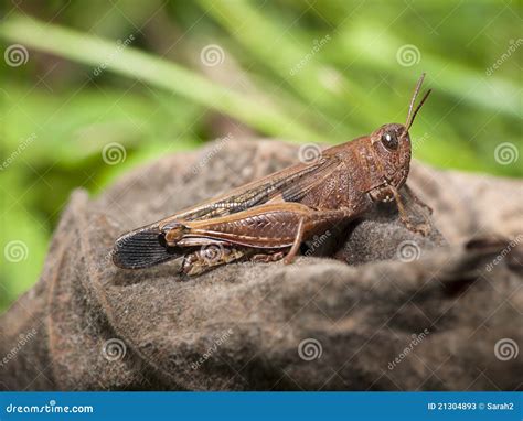 Brown Grasshopper in Natural Habitat Stock Image - Image of insect ...