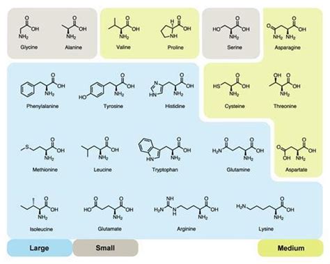 Why are there 20 amino acids? | Feature | Chemistry World