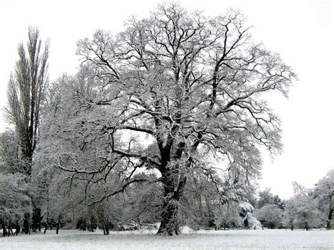 Beautiful Snow - Nashville | Snow tree, Snow, Outdoor