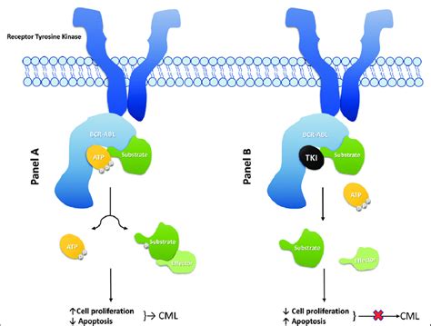 Mechanism of action of BCR (breakpoint cluster region)-ABL (Abelson 1 ...