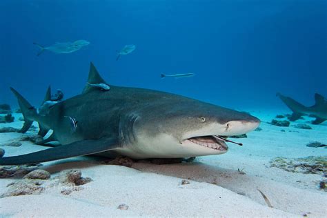 The Shark And The Remora Fish – A Unique Relationship! | North Shore ...