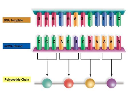 Mrna Template Strand - prntbl.concejomunicipaldechinu.gov.co