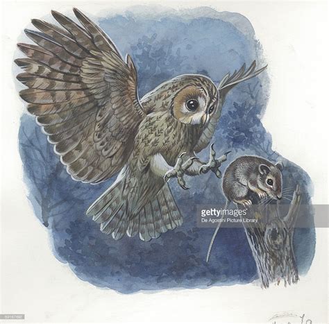 Tawny Owl (Strix aluco) catching mouse, illustration | Mouse illustration, Catching mice, Owls ...