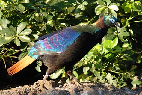 National Bird of Nepal,Lophophorus. Danfe, Dafe | Wallpapers Pictures Lovers