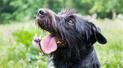 Schnauzer Lab Mix Breed Information, Characteristics, and Facts