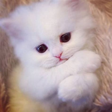 White kitten